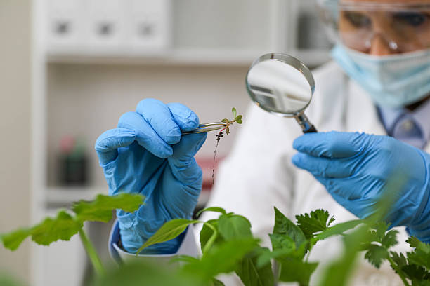 istock Female Researcher Inspecting Genetically Modified Seedling 2222949963