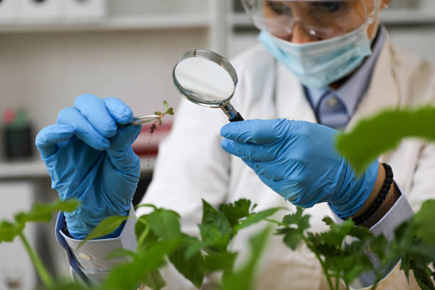 istock GMO Plant Examination with Magnifying Glass by Scientist 2222949965