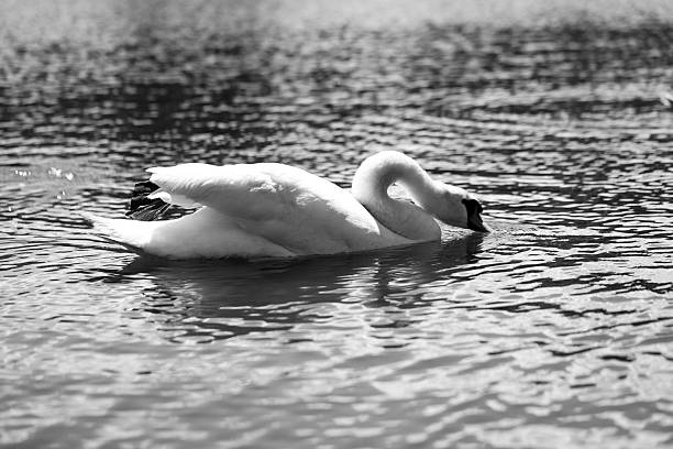 Tranquil beauty graceful white swans on a mirror-like lake. Perfect for nature themes, relaxation content, and scenic designs. Peace, elegance, and natural harmony in one shot