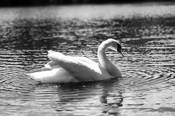 Tranquil beauty graceful white swans on a mirror-like lake. Perfect for nature themes, relaxation content, and scenic designs. Peace, elegance, and natural harmony in one shot