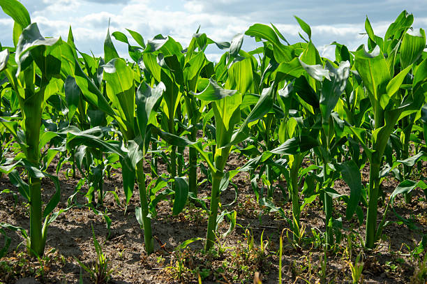 istock Corn plants thrive in a lush rural field, reaching towards the sun under a wide blue sky, showcasing their vibrant green leaves 2222951520