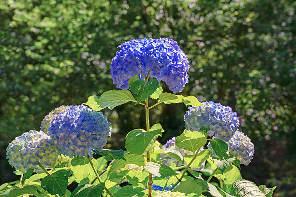 A top-down close-up of a blue and white Hydrangea (Ajisai) flower cluster, surrounded by large, vibrant light green leaves.