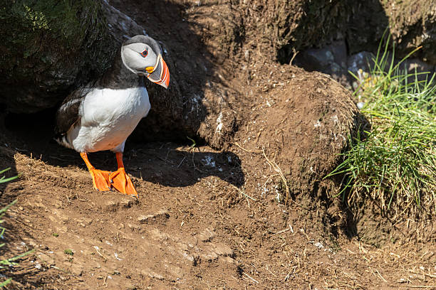 istock Atlantic Puffin Borgarfjorour Eystri 2222952176