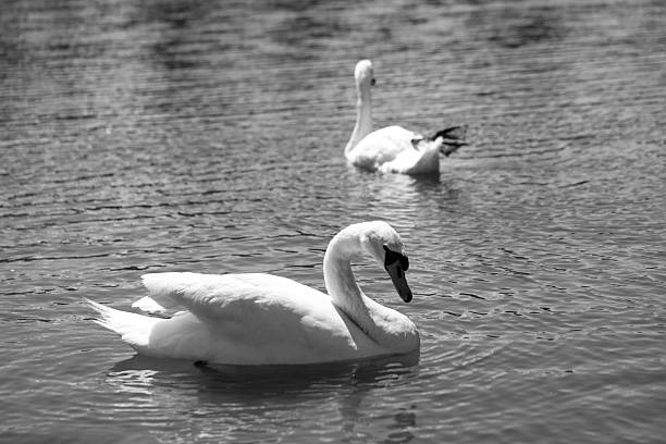 istock Graceful Swans Serenade Mirror Reflections at Golden Hour 2222952197