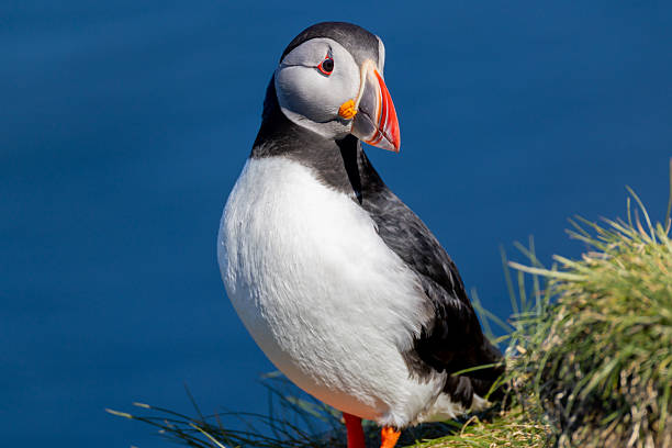 Atlantic puffin in mating grounds of Hafnarholmi in Borgarfjorour Estri in the Eastfjords of Iceland during spring mating season.