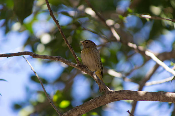 Saffron finch, Sicalis flaveola, male bird eating