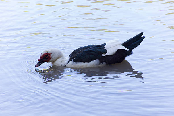 A black and white Muscovy duck with distinctive red facial markings swims in calm, light blue water, its head dipped as if feeding.