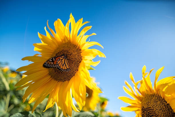 istock Sunflower with butterfly 2222953800