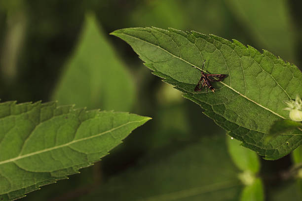 A  synanthedon, of the moth family, in a garden. Shot with a Canon 5D Mark IV.