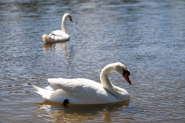 istock Graceful Swans Serenade Mirror Reflections at Golden Hour 2222954560