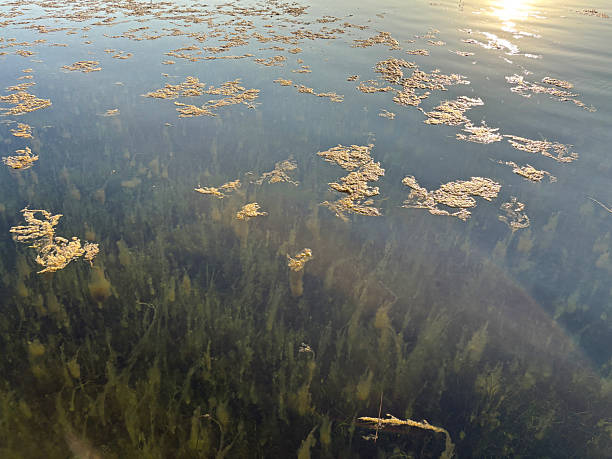 Sea pollution. Natural pollution on the water surface. Natural disaster mucilage and seaweed on the sea surface