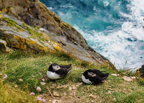 Sumburgh Head, Shetland Islands