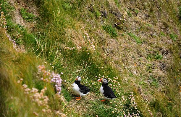 istock Two Puffins at Sumburgh Head 2222954992