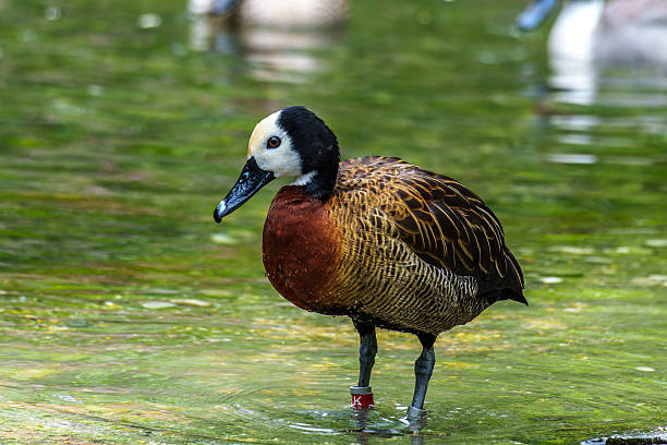 istock White-faced whistling duck, Dendrocygna viduata. Birds watching 2222955587