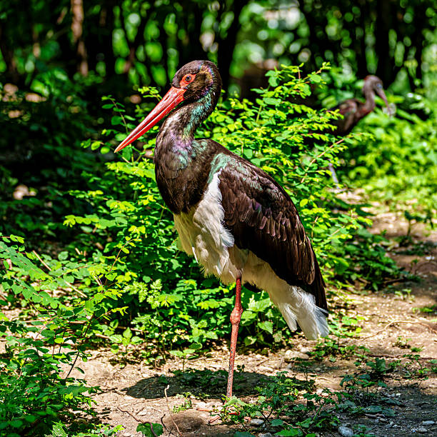 The Black stork, Ciconia nigra is a large bird in the stork family Ciconiidae.