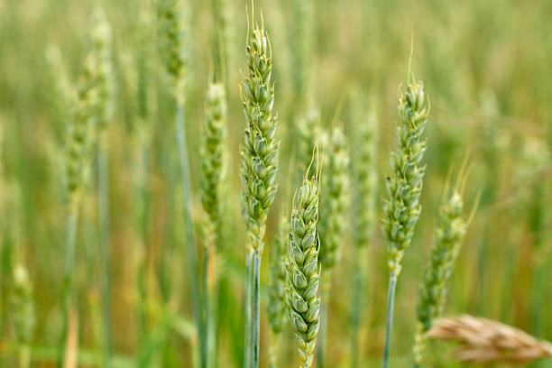 istock Unripe green wheat ears in field during summer 2222957703