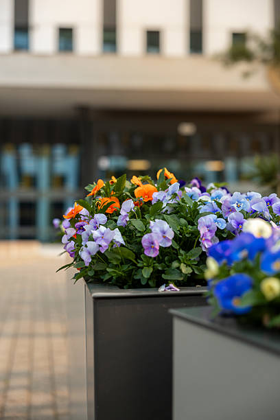 Colorful Flowers in Rectangular Planters Near Modern Building