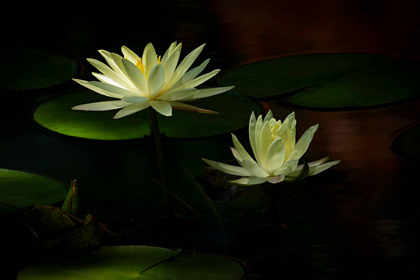 istock Yellow Water Lillies 2222958919