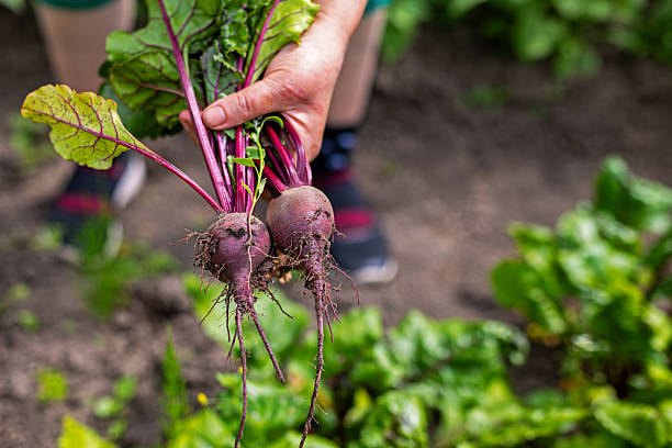 istock Freshly harvested beets from vegetable garden. Close-up of a hand holding freshly pulled beetroots with leafy tops, symbolizing organic gardening, harvest, and healthy eating. Space for text. 2222958957
