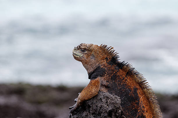 istock Marine iguana sleeping on black lava rock in Galapagos Islands, Ecuador 2222959367