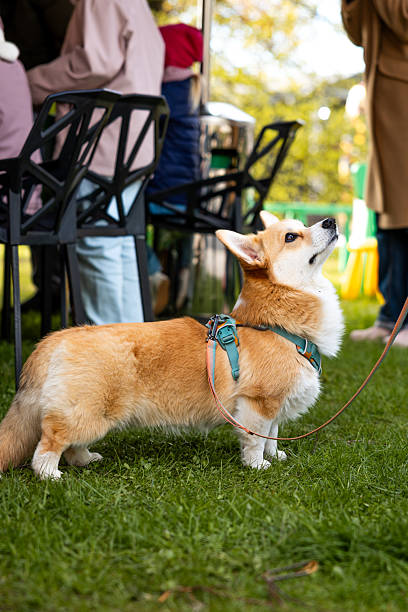 istock Corgi in Green Harness Standing on Grass at Outdoor Gathering 2222959443