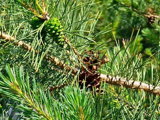A pine cone hangs from a branch, surrounded by vibrant green pine needles, showcasing the beauty of nature in a serene forest environment.