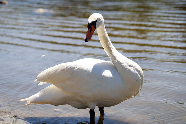 Detailed macro shot of a majestic swan with iridescent plumage. Perfect for nature, ecology and premium design projects. High resolution, professional photography, natural lighting