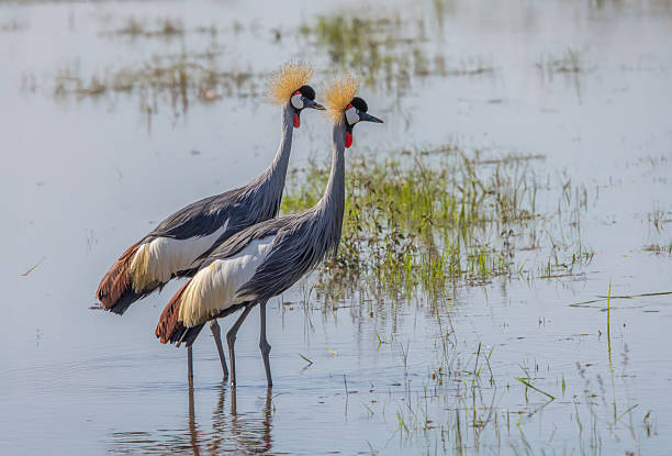 istock Grey crowned crane pair in marsh habitat, Maasai Mara, Kenya 2222960332
