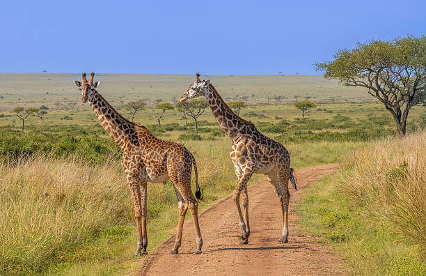 istock Two Giraffes Crossing Path, Maasai Mara, Kenya 2222960358