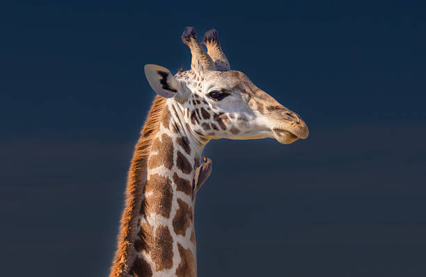 A close-up of a giraffe (Giraffa camelopardalis) with a red-billed oxpecker (Buphagus erythrorhynchus) perched on its neck, captured in Maasai Mara, Kenya. The oxpecker plays a symbiotic role by feeding on parasites found on the giraffe’s skin.