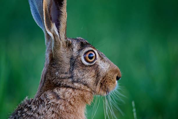 hare in close up