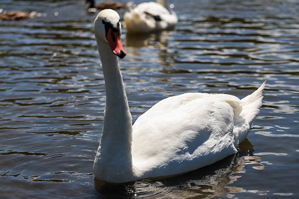 istock Graceful White Swan Gliding on a Sunny Lake 2222961081