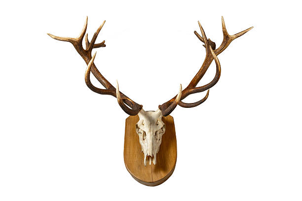 Red Deer Antler on White Background.