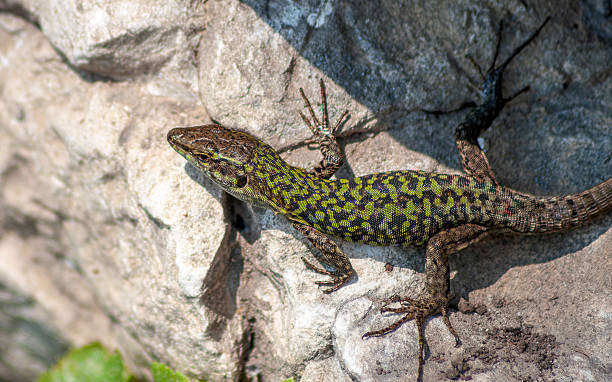 istock lizard crawling among rocks on sunny day 2222962375
