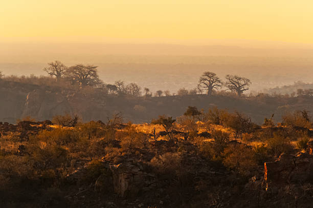 istock Baobab trees, Mapungubwe National Park, South Africa. 2222962991