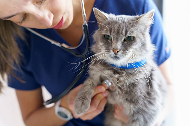 Veterinarian using a stethoscope to examine a grey cat during a checkup