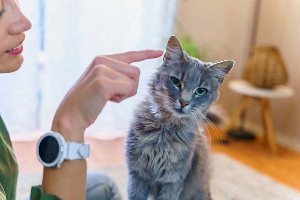 istock Woman pointing finger at grey cat indoors 2222963170