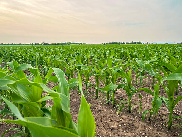 istock Young Corn Plants in an Agricultural Field 2222965543