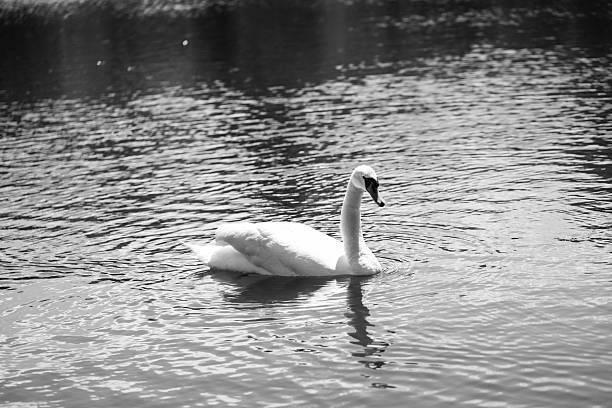 istock Majestic Swans Gliding on a Serene Lake 2222966681