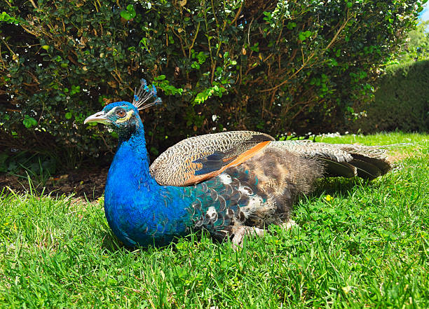 Portrait of a blue peacock (Pavo cristatus). Bird in close-up.