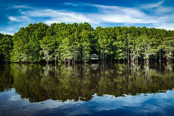 Caddo Lake cabin on stilts and nestled in big cypress trees, sunny summer afternoon in northeast Texas.