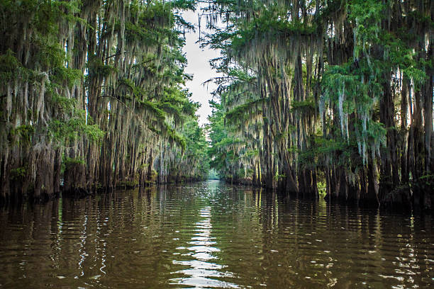 istock Corridor Through the Trees, Caddo Lake, Texas 2222971859