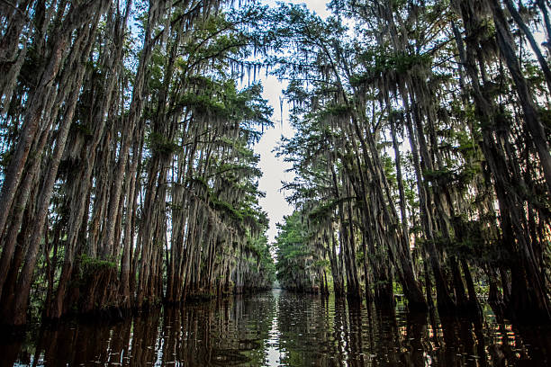 Caddo Lake, Texas, long corridor cypress trees along each side, early summer morning at approximately sunrise.