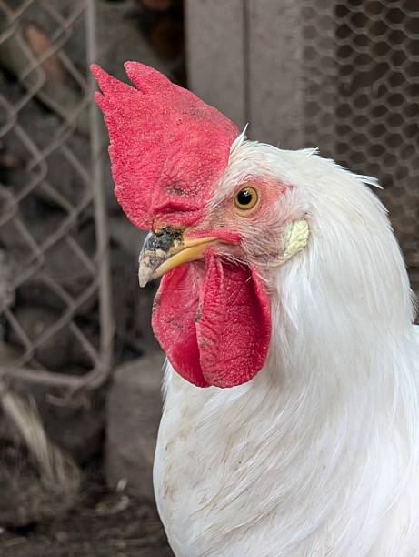 istock white cock from small home farm 2222972067
