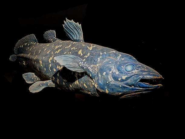 old latimeria fish on the black background