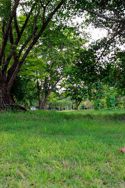 Lush Green Park Under Shady Trees in Bangkok