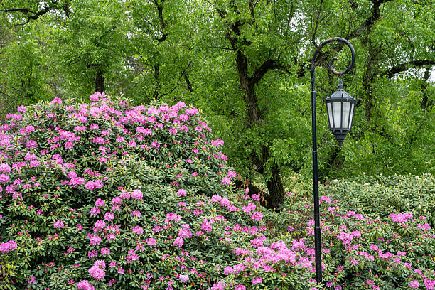Wellesley, USA - May 25, 2025. Blooming azalea in the campus of Wellesley College, Massachusetts, USA
