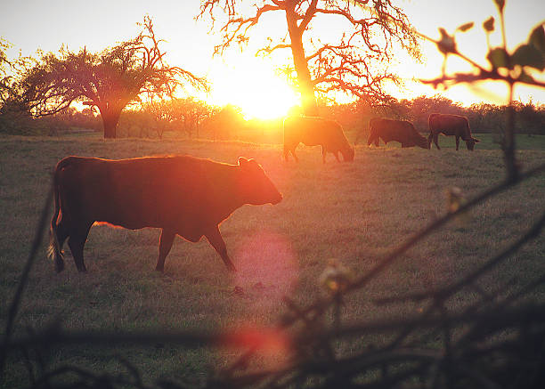 istock Profile View of Cattle in Pasture with Radiant Sunset 2222973406