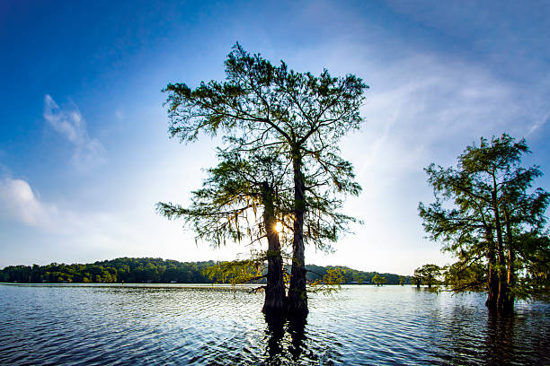 istock Morning Sun Shining Through Double Cypress Tree, Caddo Lake, Texas 2222974319