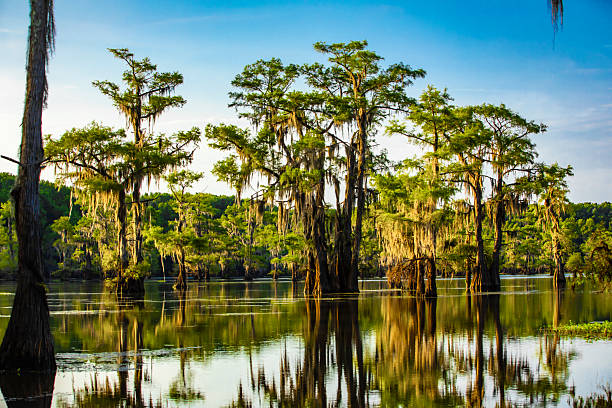 Caddo Lake cypress trees with reflection, morning sun, clear sky, calm water, nice lighting due to low sun angle.